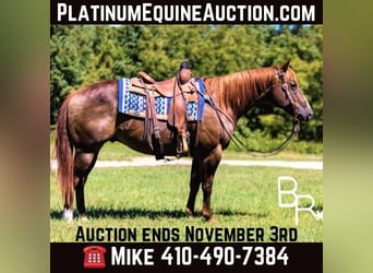 American Quarter Horse, Wallach, 6 Jahre, 155 cm, Dunkelfuchs, in Mountain Grove MO,