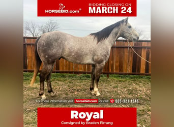 American Quarter Horse, Wallach, 5 Jahre, 147 cm, Schimmel, in Hico, TX,