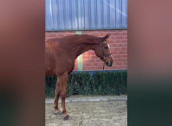 Rheinländer, Stute, 3 Jahre, 168 cm, Fuchs, in Weeze