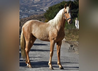 Andalusian, Stallion, 4 years, 14.2 hh, Palomino, in Tabernas Almeria,