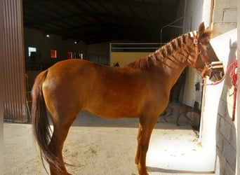 Andalusian, Mare, 11 years, 14.2 hh, Chestnut-Red, in Malaga,