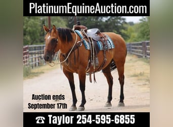Quarter horse américain, Jument, 14 Ans, 147 cm, Isabelle, in Eastland TX,