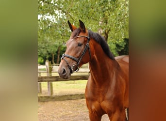 Westfale, Stute, 6 Jahre, 172 cm, Brauner, in Lienen