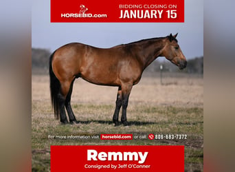 Quarter horse américain, Hongre, 4 Ans, 150 cm, Buckskin, in Canyon, TX,