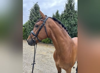 Gelderland, Gelding, 6 years, 16.2 hh, Brown, in Oud Gastel,