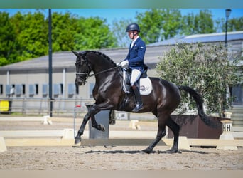 KWPN, Mare, 8 years, 16.3 hh, Black, in Groot-Ammers,