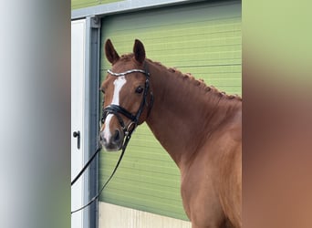 NRPS, Gelding, 12 years, 14.2 hh, Chestnut-Red, in Haren,