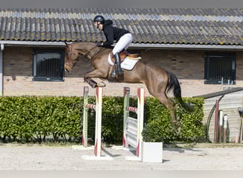 Oldenburger Springpferd, Wallach, 5 Jahre, 172 cm, Brauner, in Waddinxveen