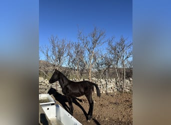 Lusitanos, Stute, 1 Jahr, Rappe, in Espinar, De El (Estacion),