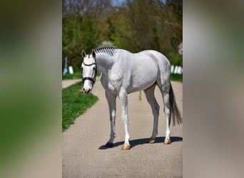 Zangersheider, Hongre, 4 Ans, 166 cm, Gris, in Békésszentandrás
