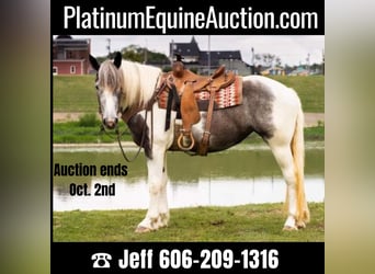 Quarter horse américain, Hongre, 6 Ans, 152 cm, Gris, in Middletown OH,