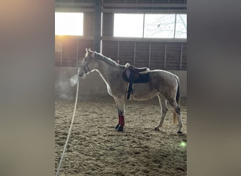 Ungarisches Sportpferd, Stute, 14 Jahre, 165 cm, Schimmel, in Bad Blumau