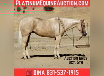 Quarter horse américain, Hongre, 8 Ans, 155 cm, Palomino, in Paicines CA