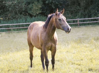 American Quarter Horse, Stallion, 2 years, 15 hh, Buckskin, in Lahn,