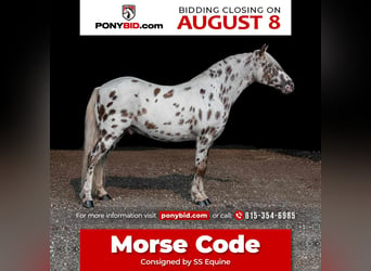 Plus de poneys/petits chevaux, Hongre, 9 Ans, 127 cm, Blanc, in Woodstock, IL,