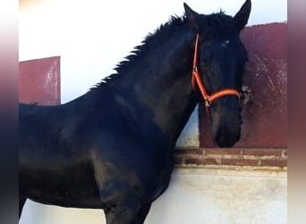 PRE Mix, Stallion, 4 years, 16.1 hh, Bay, in MADRID,