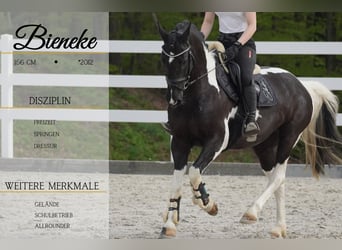 Other Breeds, Mare, 12 years, 15.1 hh, Pinto, in Nettersheim,