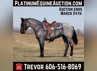 Quarter horse américain, Jument, 4 Ans, 152 cm, Rouan Bleu, in Parkers Lake KY,
