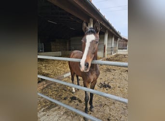 Mare 2 years