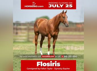 Quarter horse américain, Hongre, 4 Ans, 150 cm, Alezan cuivré, in Collinsville, TX,