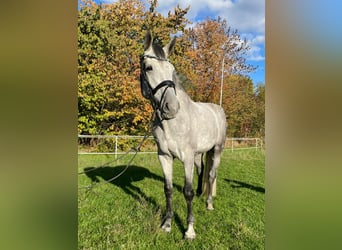 Wallach 6 Jahre Wallach 6 Jahre