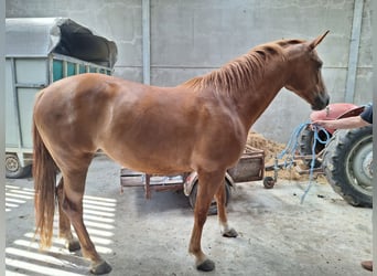 Belgisch Warmbloed, Merrie, 4 Jaar, 168 cm, Donkere-vos, in Attenrode-Wever