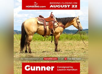 American Quarter Horse, Wallach, 6 Jahre, 150 cm, in Shippenville, PA,