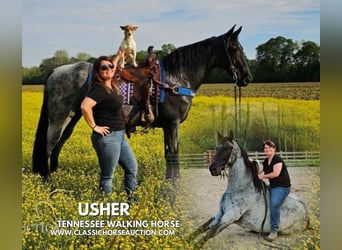 Tennessee walking horse, Gelding, 9 years, 16 hh, Roan-Blue, in Phoenix, AZ,