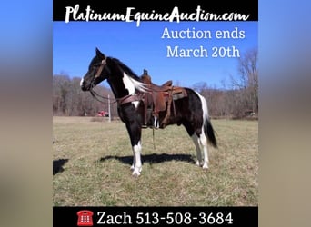 Missouri Foxtrotter, Gelding, 8 years, 15 hh, Tobiano-all-colors, in Salyersville KY,