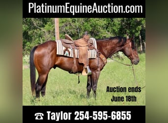 Quarter horse américain, Hongre, 8 Ans, Bai cerise, in Morgan Mill TX,