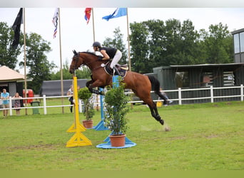 Holstein, Mare, 9 years, 16.3 hh, Brown, in Poggensee