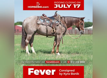 Quarter horse américain, Hongre, 6 Ans, 147 cm, Rouan Rouge, in Fort Worth, TX,