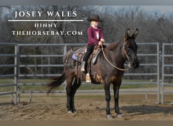 Mule, Gelding, 11 years, Grullo, in Antlers, OK
