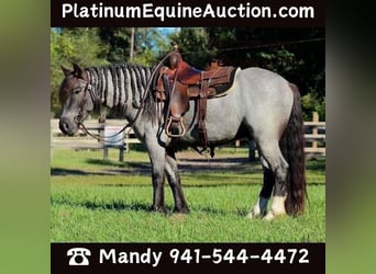 Gypsy Horse, Gelding, 5 years, 14.1 hh, Roan-Blue, in Mims FL,