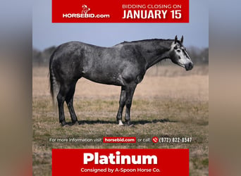 American Quarter Horse, Gelding, 4 years, 15.2 hh, Gray, in Kaufman,