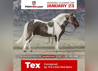 Plus de poneys/petits chevaux, Hongre, 8 Ans, 94 cm, in Jamesport, NY,