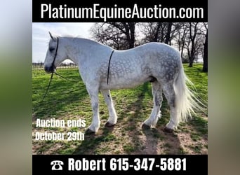 American Quarter Horse, Gelding, 9 years, 15.1 hh, Gray-Dapple, in White Bluff, TN,