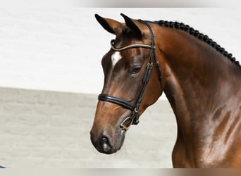 KWPN, Merrie, 5 Jaar, 173 cm, , in WK Heerde