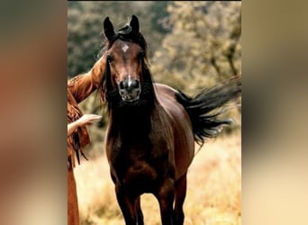 Arabian horses, Stallion, 4 years, 15.1 hh, Brown, in Bissendorf,