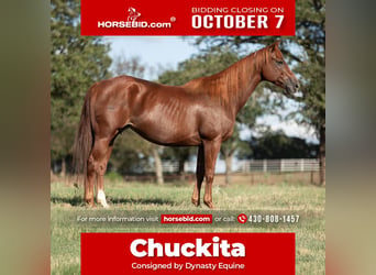 Quarter horse américain, Jument, 10 Ans, 152 cm, Alezan cuivré, in Collinsville, TX,