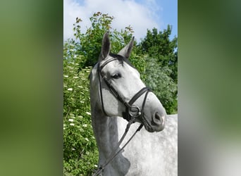 Oldenburg-International (OS), Mare, 6 years, 16,1 hh, Gray, in Kempen