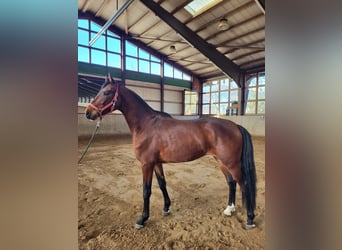 Mecklenburger Warmblut, Wallach, 3 Jahre, 170 cm, Brauner, in Rostock