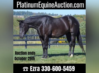 Quarter horse américain, Hongre, 12 Ans, 155 cm, Noir, in Wooster OH,