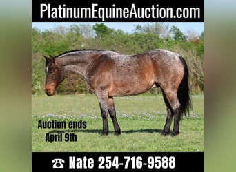 Quarter horse américain, Hongre, 9 Ans, 150 cm, Roan-Bay, in Waco TX,