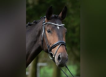Hanoverian, Mare, 8 years, 17 hh, Brown, in Hohenahr,