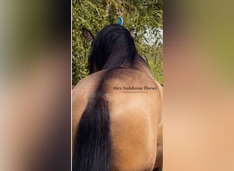 PRE Mix, Hengst, 4 Jahre, 162 cm, Buckskin, in Sevilla