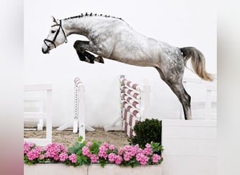 Caballo de salto Oldenburgo, Caballo castrado, 4 años, 170 cm, Tordo, in ROGOWNICA