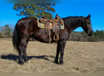 Friesen, Stute, 12 Jahre, 155 cm, Rappe, in Cushing