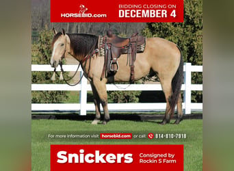 American Quarter Horse, Wallach, 5 Jahre, 155 cm, Buckskin, in Rebersburg, PA,