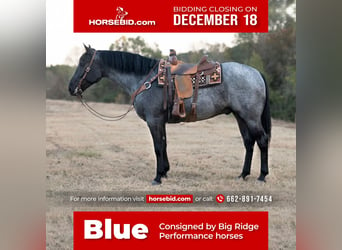 Quarter horse américain, Hongre, 5 Ans, 163 cm, Rouan Bleu, in Baldwyn,